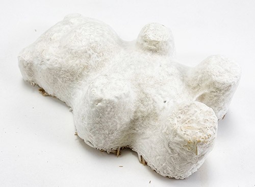 Bear shape made from mushroom material. The pair is covered with a smooth white material; mushroom roots.