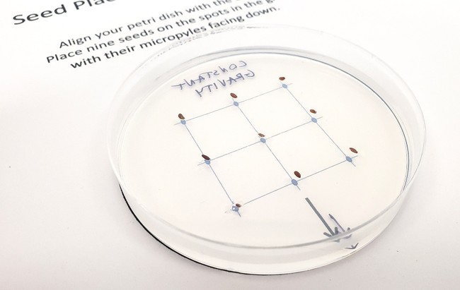 Petri dish placed on top of a square grid with 9 dots. Seeds are embedded in the agar-agar above the dots.