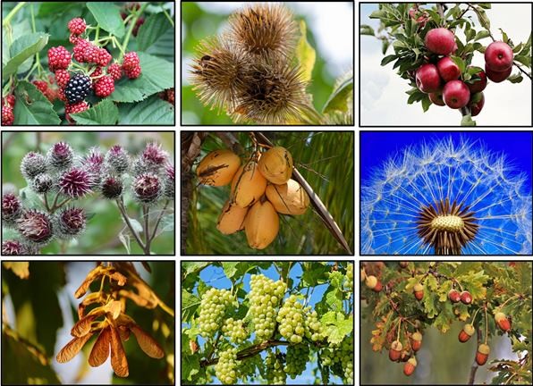 Different types of seeds from various plants such as a raspberry bush, acorn tree, coconut tree, dandelion, maple tree, or grape vines.