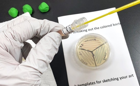 An inoculation loop is dipped inside an open tube filled with colored bacteria.