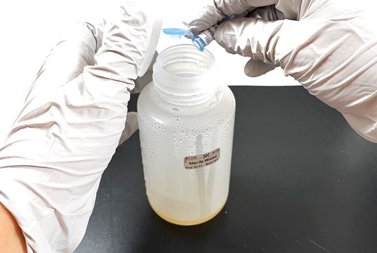  A person with gloved hands is adding antibiotics to an open bottle. 