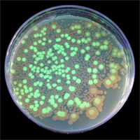Glowing bacteria