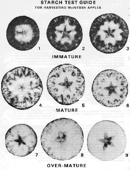 One Bad Apple Spoils the Whole Bunch: An Experiment on the Plant ...
