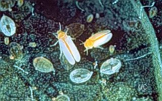 Photo of two sweet potato whiteflies