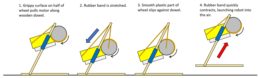 The jumping robot moves in four stages.