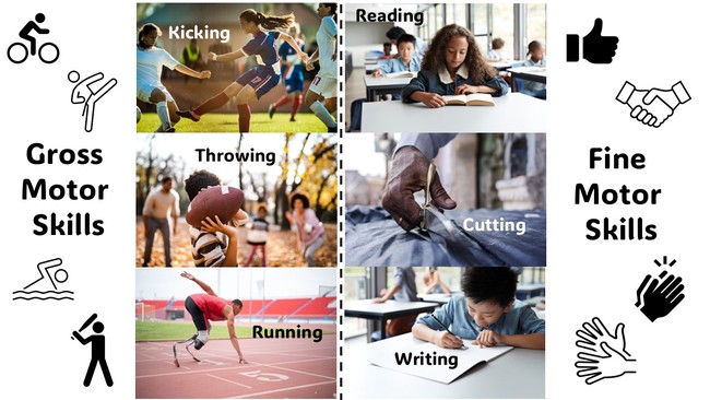 Comparison of gross motor skills compared to fine motor skills.