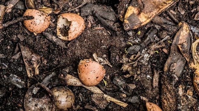 compost pile