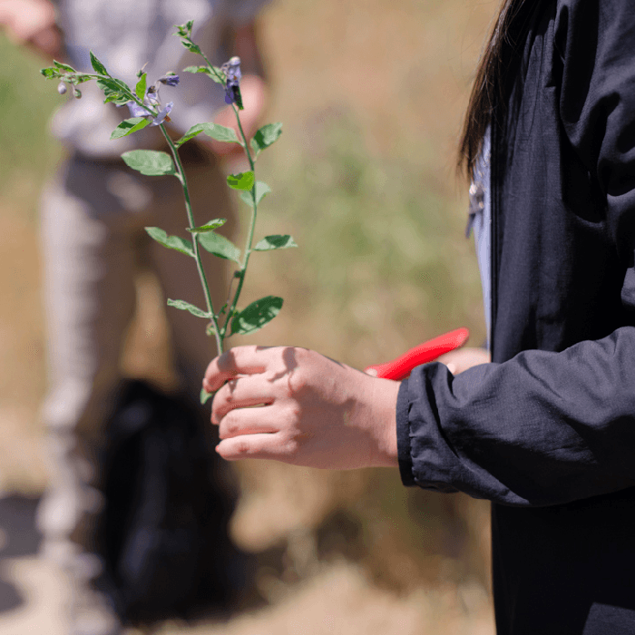 Student holding sample of bluewitch nightshade cut for the science project