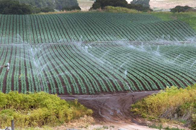 A field full of neat rows of dark green crops being irrigated by spray sprinklers.