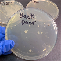 Bacteria on plates - Germ Invasion experiment