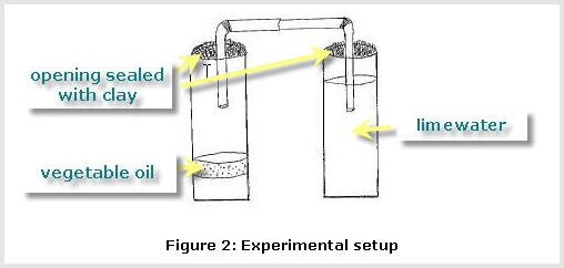 Drawing of two beakers filled with oil and limewater connected by two bendy straws