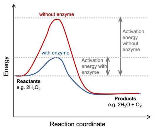 Energy diagram of a chemical reaction that shows the energy on the y-axis and the reaction coordinate on the x-axis.