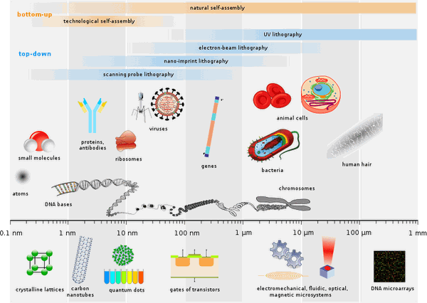 Image shows the sizes of multiple viruses next to a human red blood cell for scale. Virus images are labeled with their names and sizes in nanometers.