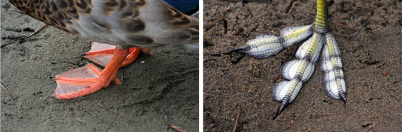 Feet of two different kinds of birds - Bird feet can tell a lot about how and where a bird lives