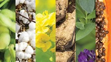 non-gmo crops of corn, cotton, and squash