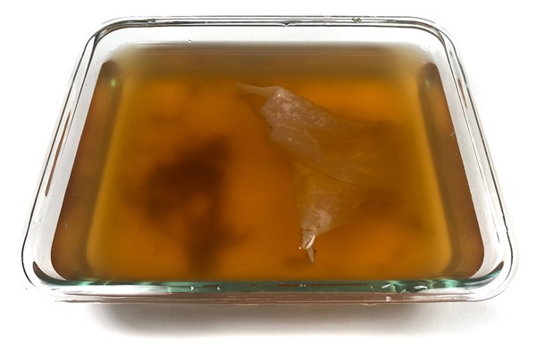 Glass container filled with sugared black tea and kombucha starter culture 