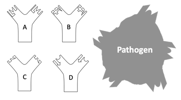 quiz antibody table