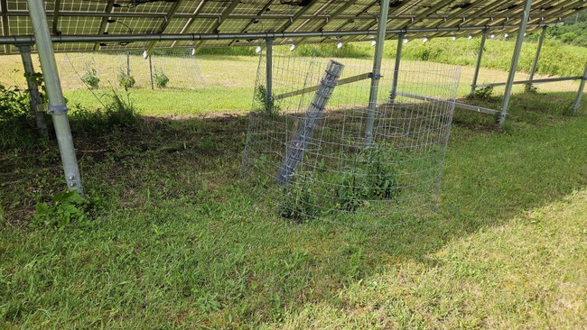 tomato plants near solar panels