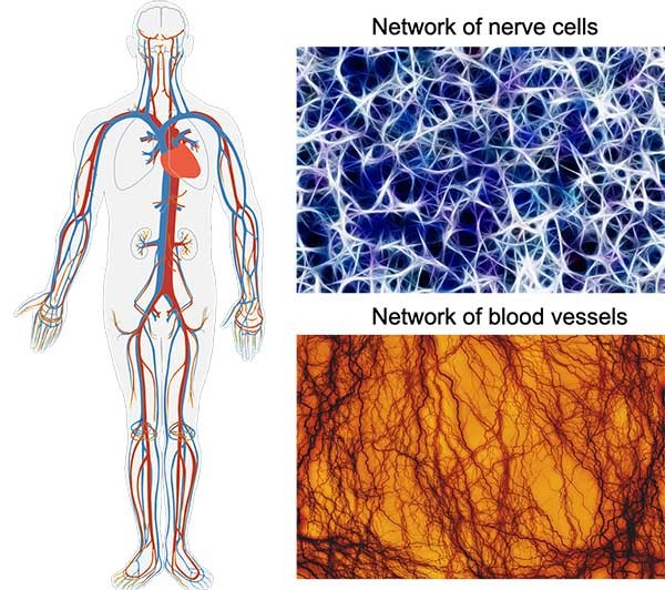 Three examples of branching structures in the human body. The left images shows a schematic diagram of a human body with veins and arteries branching out into the legs, arms, and head. The upper right image shows a network of nerve cells. The lower image on the right shows a close up of branching blood vessels.