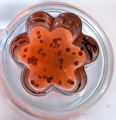 Cup with red colored sodium alginate solution mixed with seeds filling cookie cutter one layer deep.