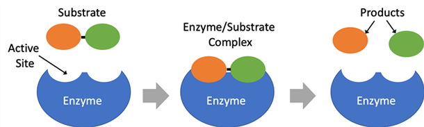Schematic drawing of an enzyme reacting with its substrate.