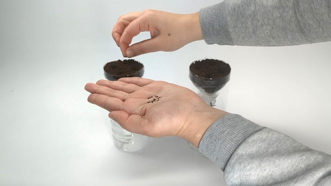 Seeding seeds in the hydroponic system.