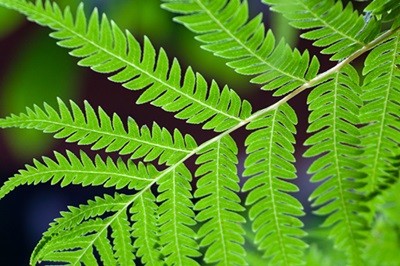 Closeup of many green leaves on a small branch of a fern-like plant.