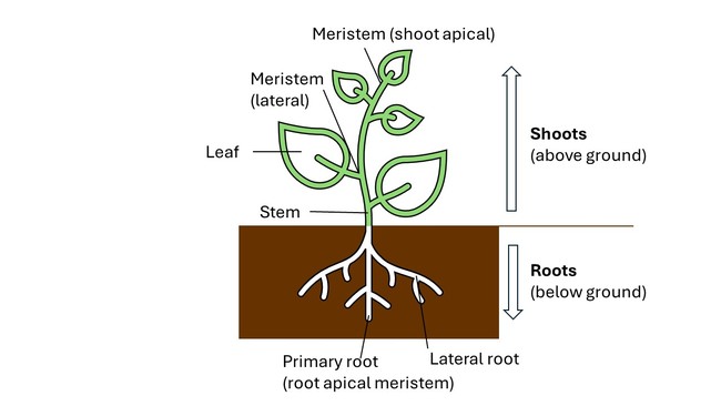 Image portraying shoots (above ground) and roots (below ground) with a few additional labelled parts of the plant of note the shoot and root apical meristems of the vascular plant.
