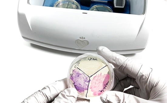 A person with gloved hands is holding an agar plate. The agar plate shows growth of magenta, purple, and yellow bacteria.