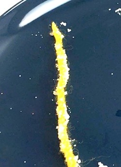 Sugar crystals sticking to a thick piece of yarn. The crystals are randomly spread out along the string.