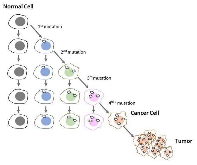 A mother cell goes through four cell cycles. Each cell cycle a mutation accumulates and a new cell line is born. After four or more cell cycles enough mutations have accumulated to create a cancer cell which multiplies and gives rise to a tumor.