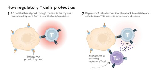 Nobel Prize 2025- How regulatory T cells protect us