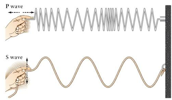 motion of the longitudinal P wave vs. a transverse S wave