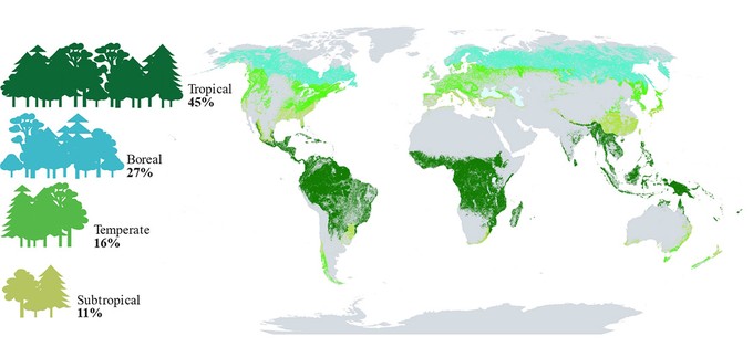  World map that shows the proportion and distribution of global forests. Tropical forests are shaded in dark green, boreal forests in turquoise, temperate forests in light green, and subtropical forests in yellow.
