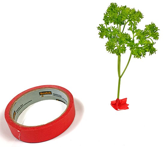 A stem of parsley taped to a sheet of paper, so it stands upright like a tree.