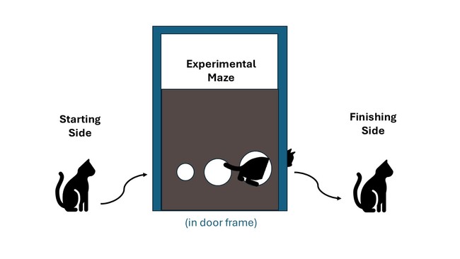 Image of experimental setup for how an animal moves through the maze.