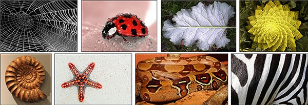 Various pictures that illustrate different patterns in nature: a spiderweb, a ladybug, a leaf, a Romanesco, an ammonit, a sea star, a snake, and a zebra.