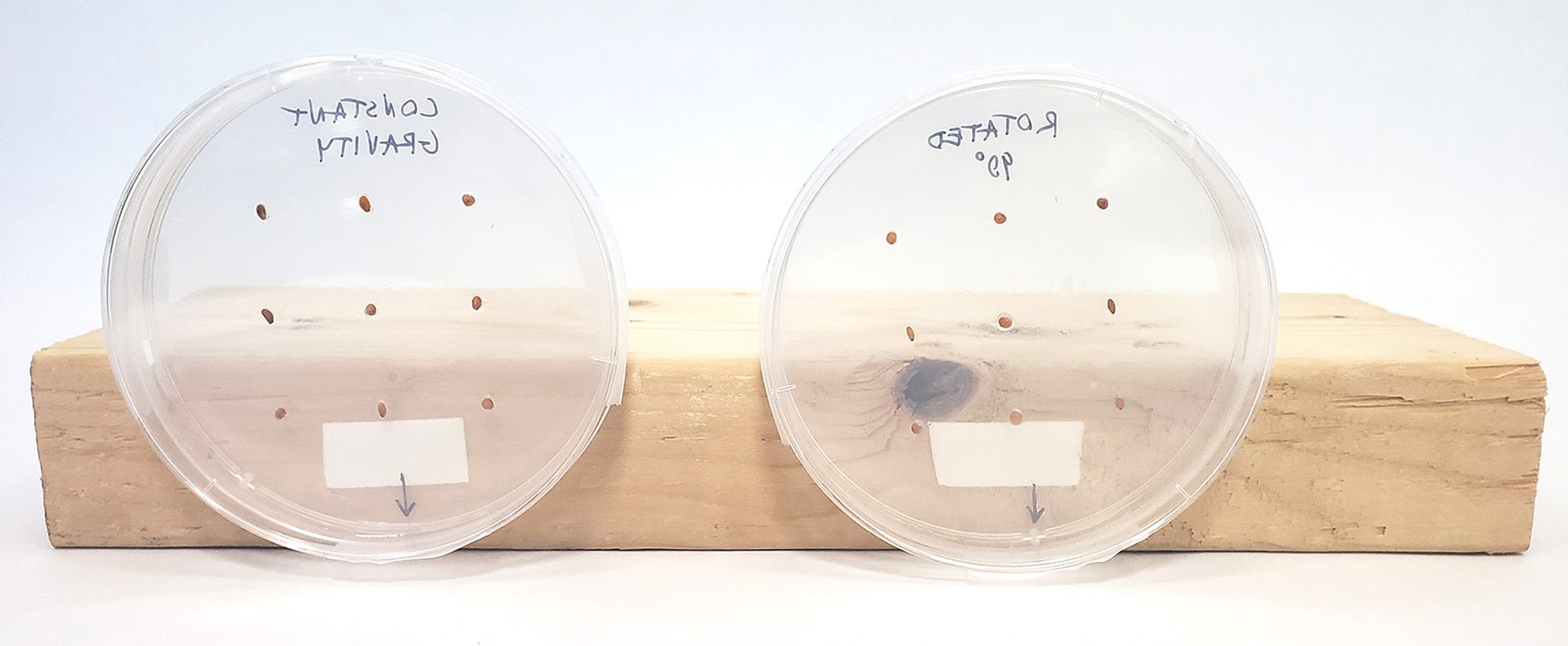 Grow Plants in Microgravity with an Arduino Clinostat | Science Project