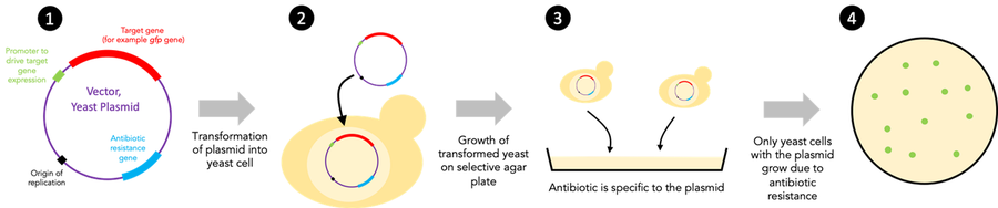  A schematic diagram showing steps of a molecular cloning procedure.  